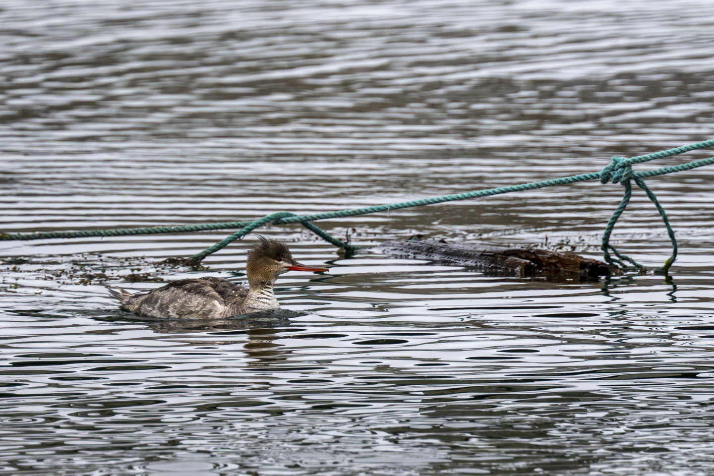 A green rope is suspended over some water, and a bird is in the water.