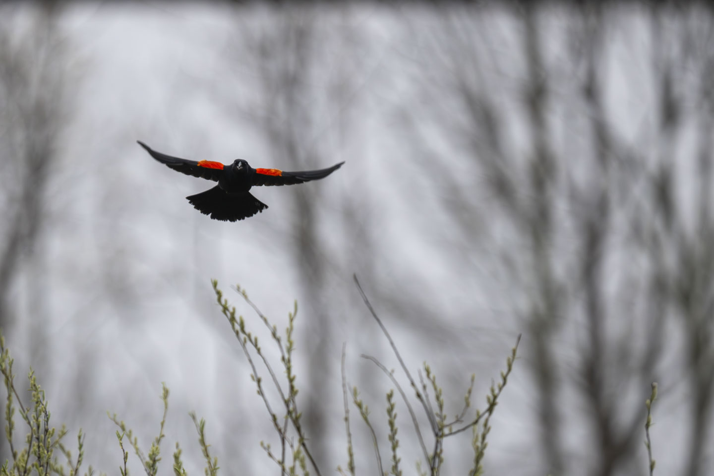 A Red-winged Blackbird in flight, with the red bards clearly showing.