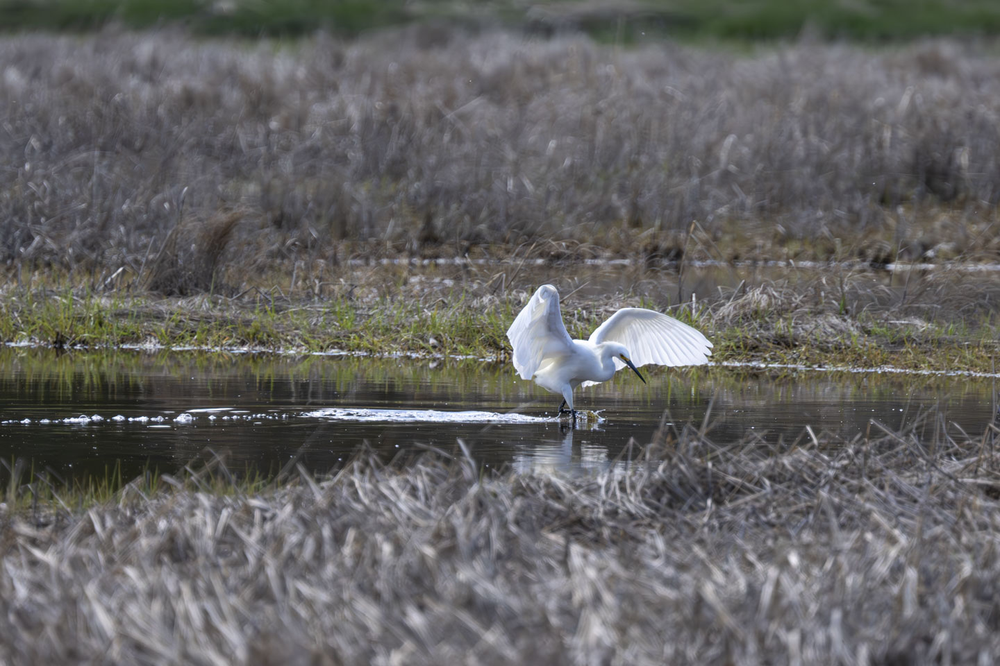 A large white bird walks through the water with its wings raised.
