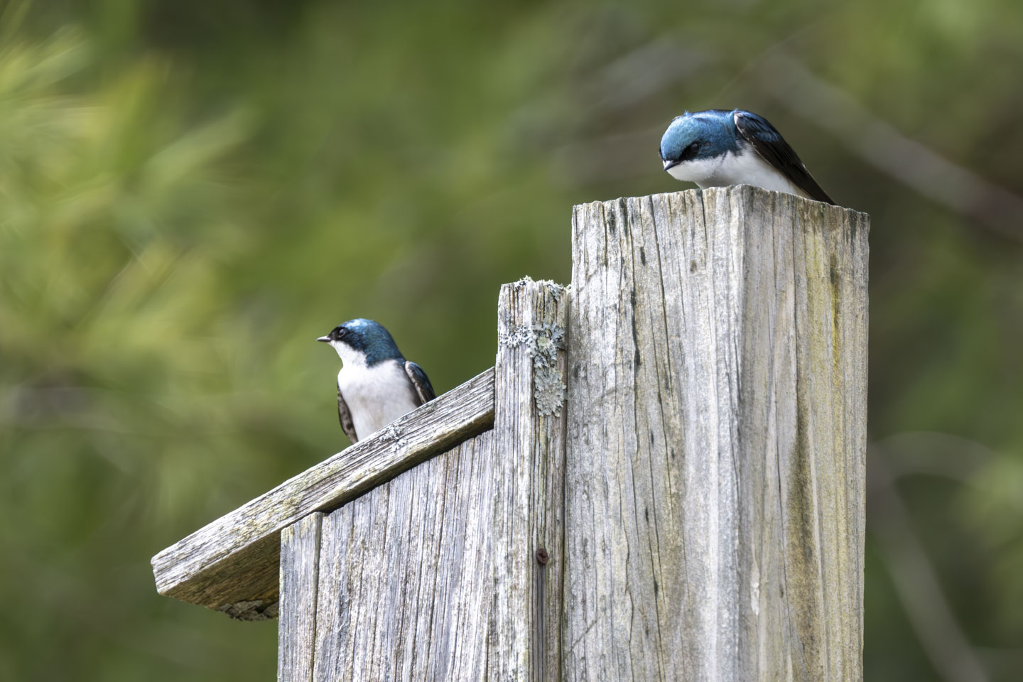Two small birds are on top of a nesting box and support pole. The birds are an iridescent blue with a white chest.