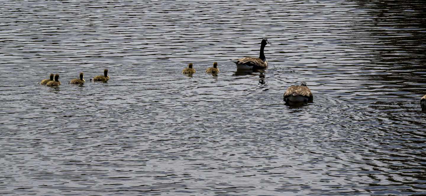 Two adult geese and 6 goslings swim away in the water.