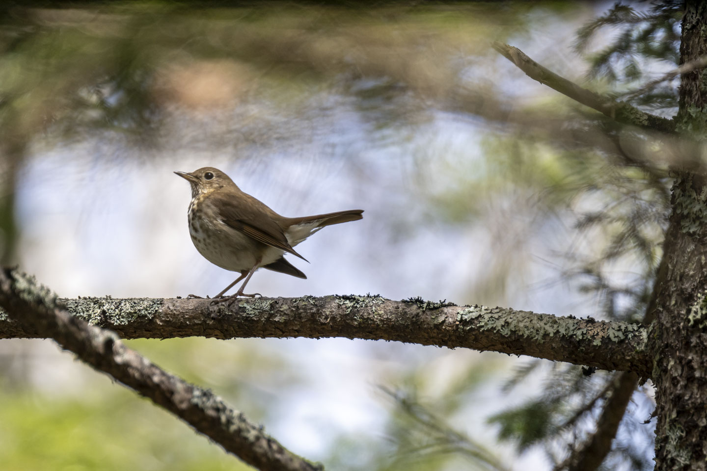 A small bird is perched on a branch, side facing us. 