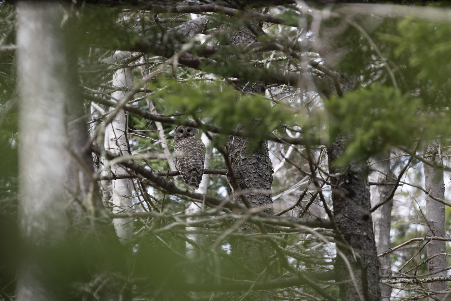 An owl can be seen through branches in a forest.