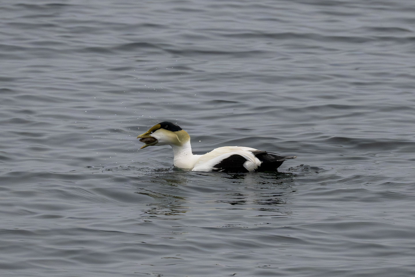 Common Eider swallowing a whole crab