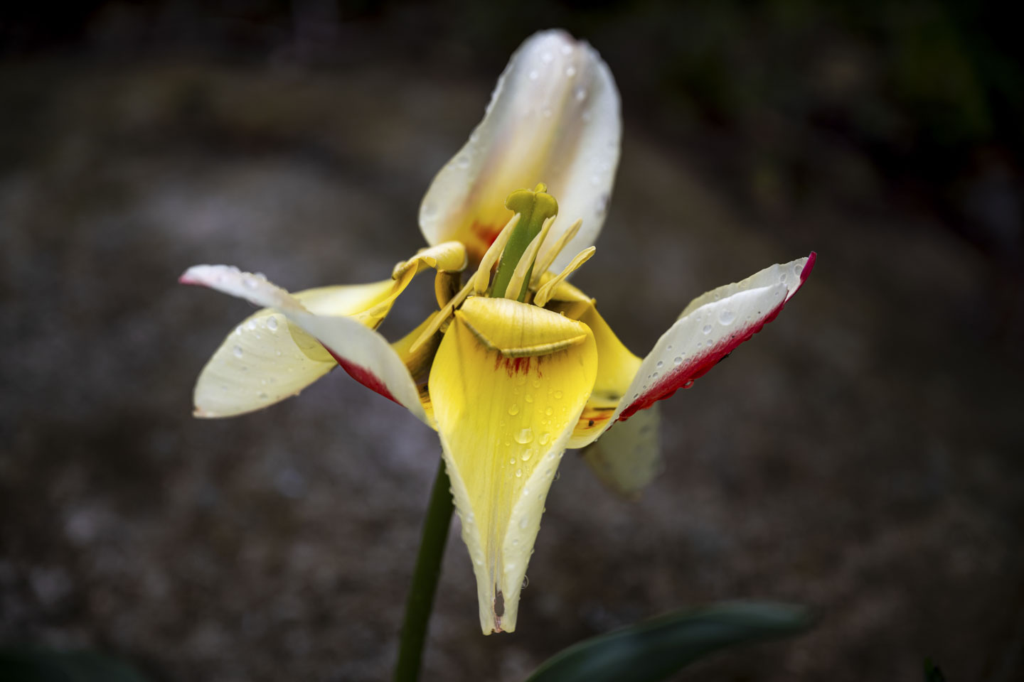 This is a lily with white, yellow, and red petals.