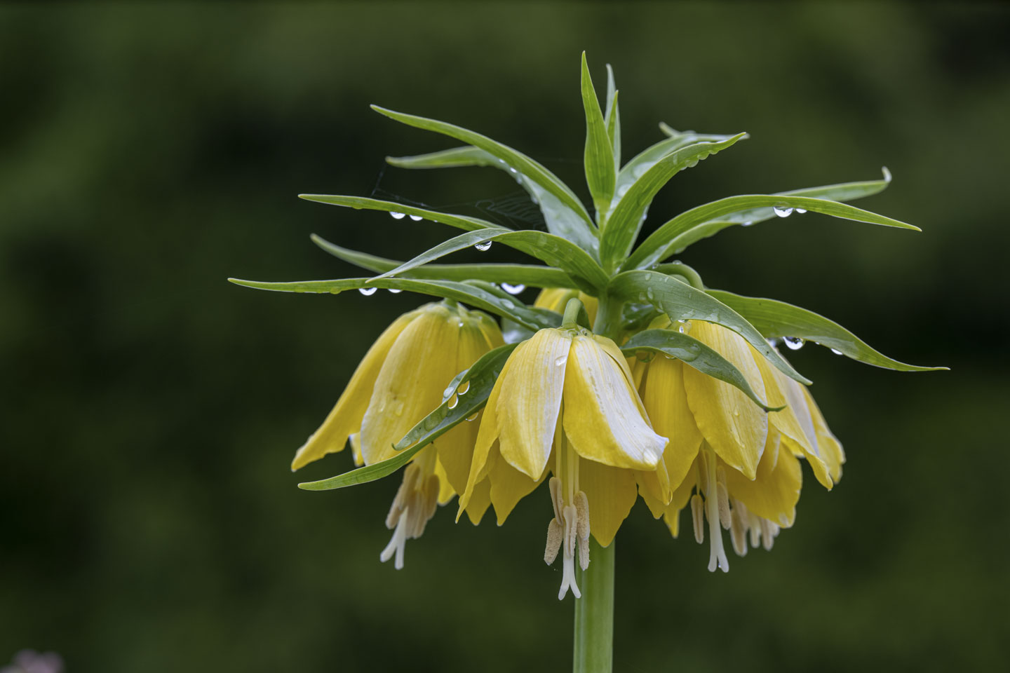 This is an unusual flower with a tall thick stalk and little yellow flowers facing down, and leaves that look like a mop of hair on the top.