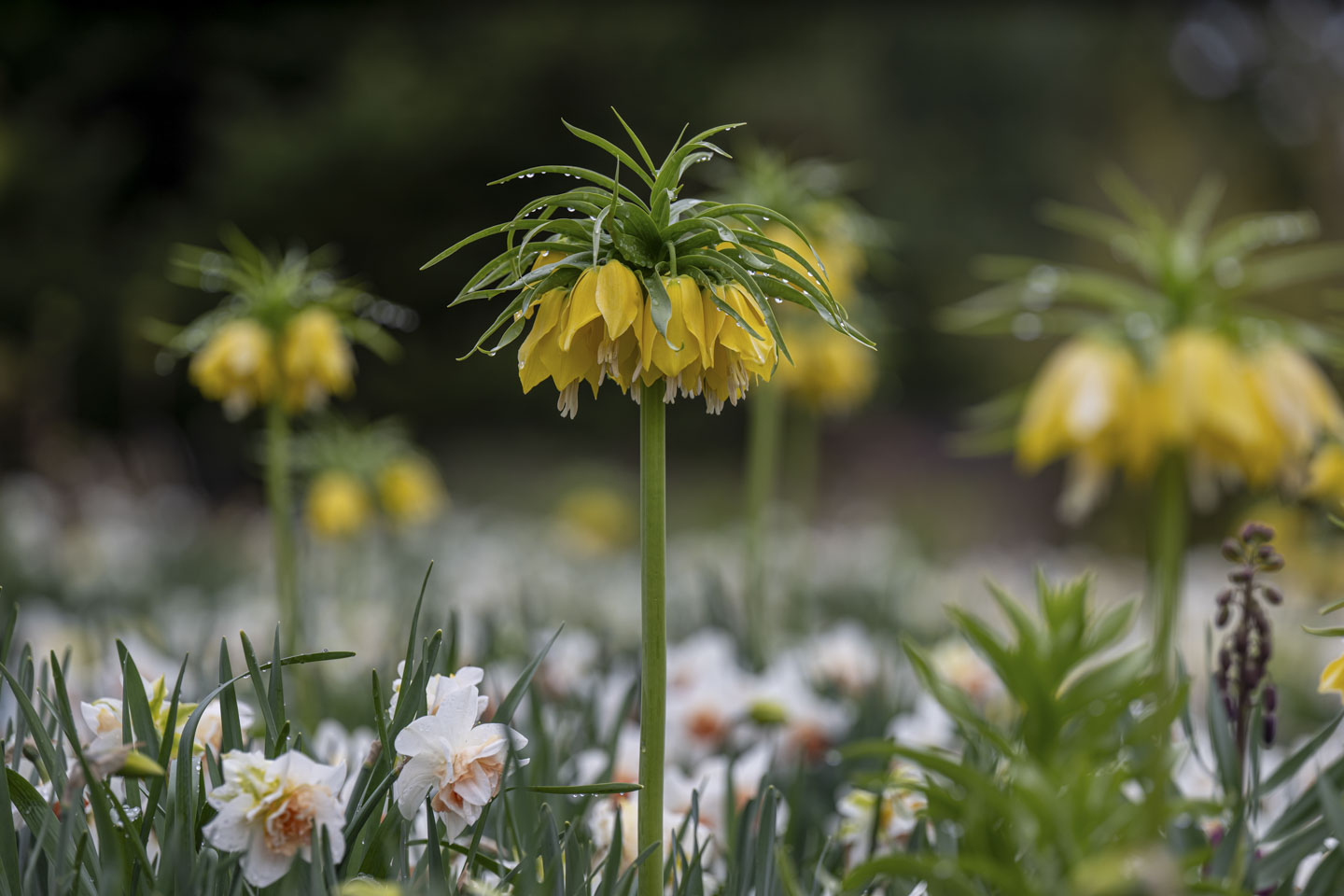 This is an unusual flower with a tall thick stalk and little yellow flowers facing down, and leaves that look like a mop of hair on the top.