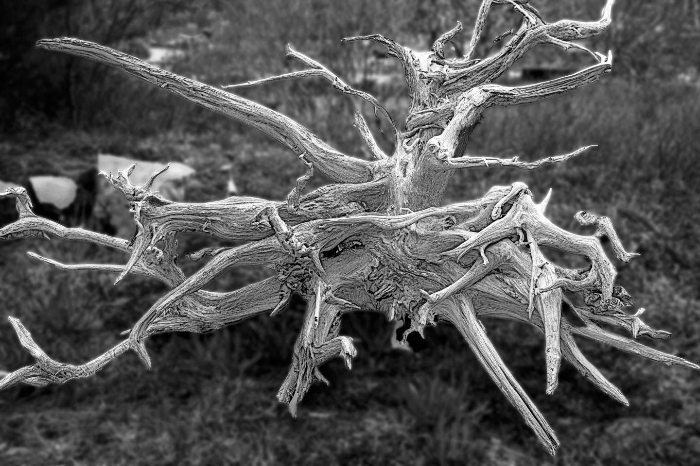 In this black and white photograph, a weathered tree root is featured with the rest of the picture being blurred.