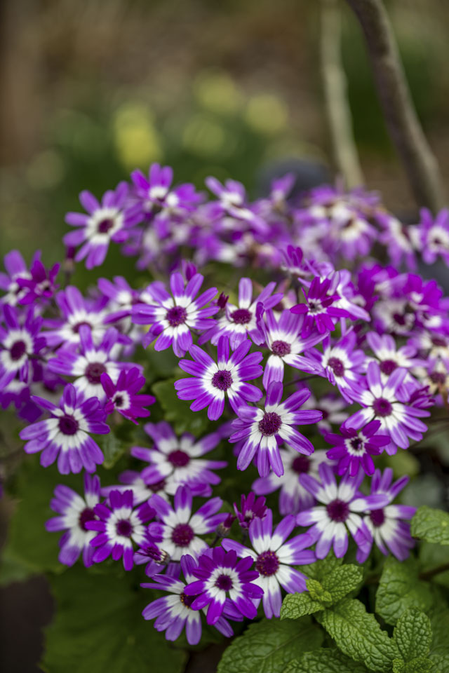 These flowers are Sweet William.