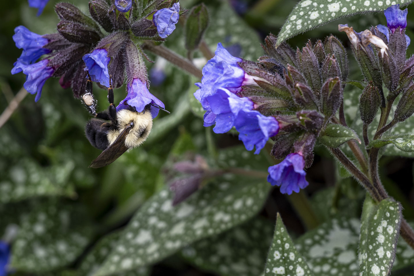 A bumble bee has its head inside a purple flower. There is a pollen ball visible on its leg.