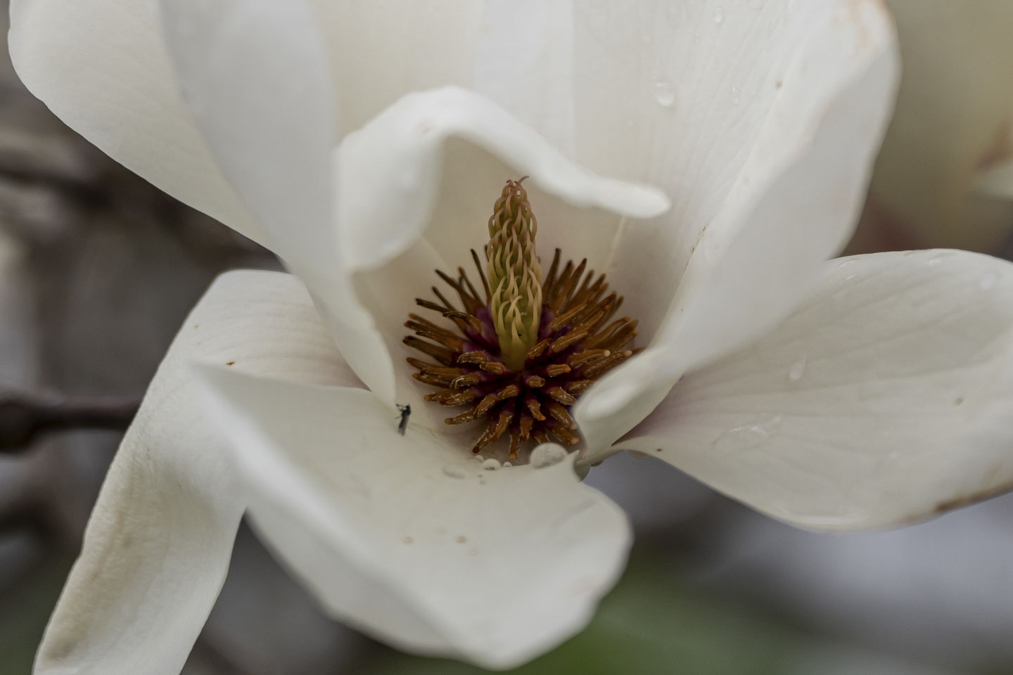 This is a close-up picture of a pretty white flower.