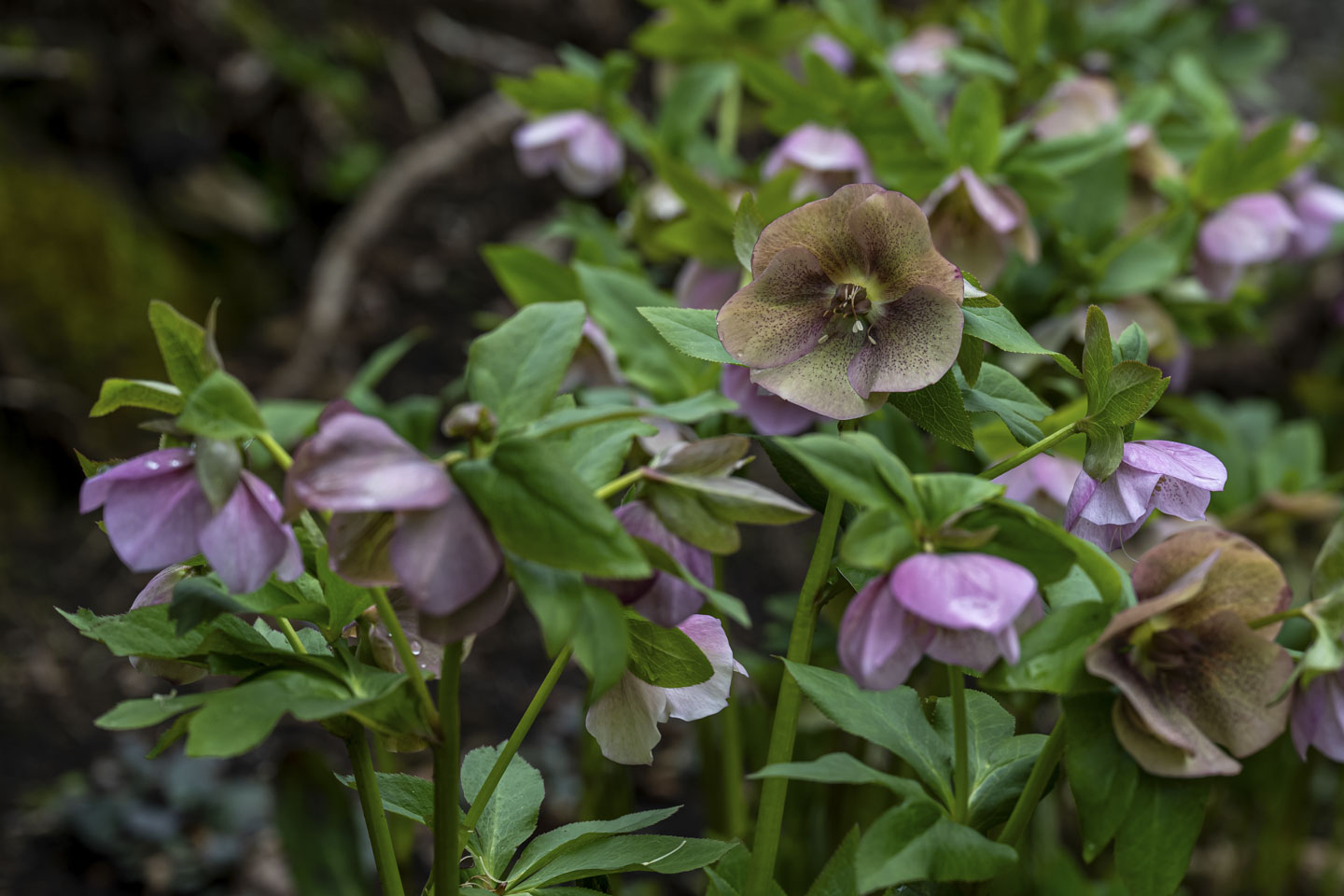 A hellebore plant has green leaves and pinkish blossoms.