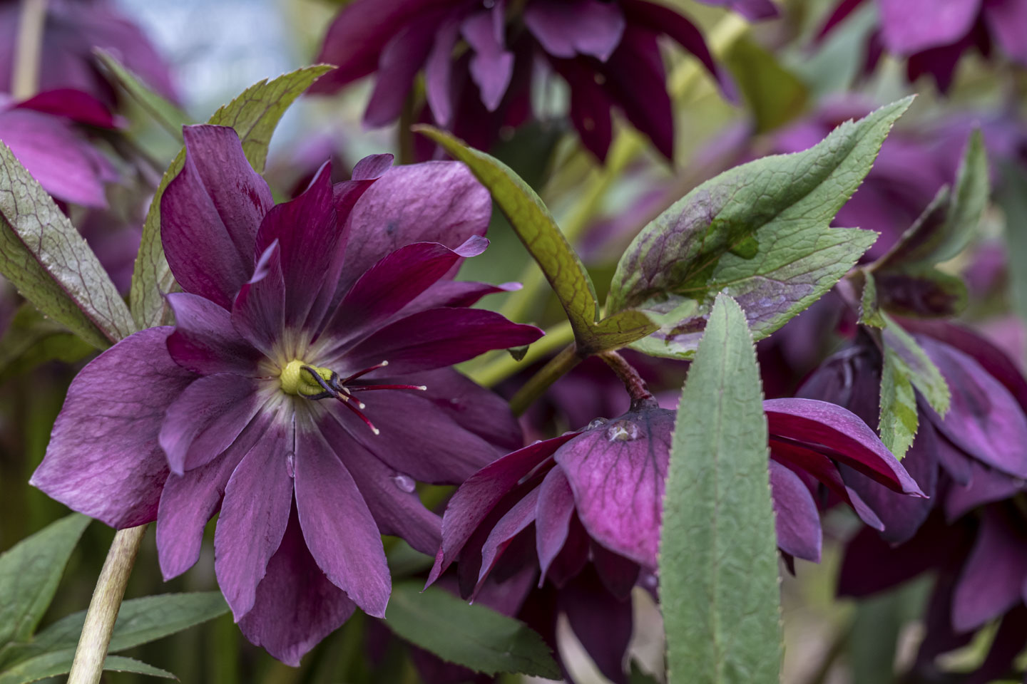 a dark pink flower with the stamen very visible.