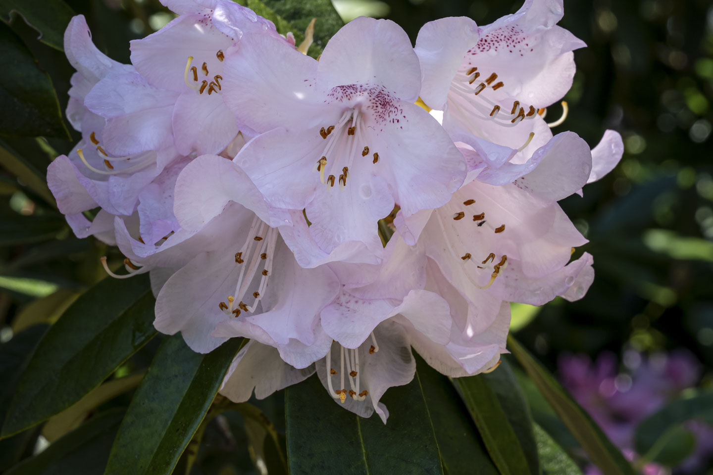 Rhododendron flowers