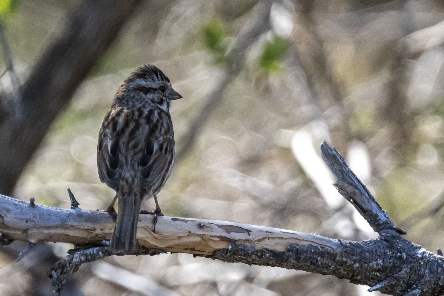 A small bird is perched on a branch facing away from us, looking off to its right.