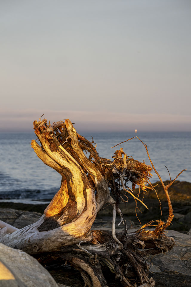 The golden light of a setting sun is on the weathered roots of an uprooted tree.