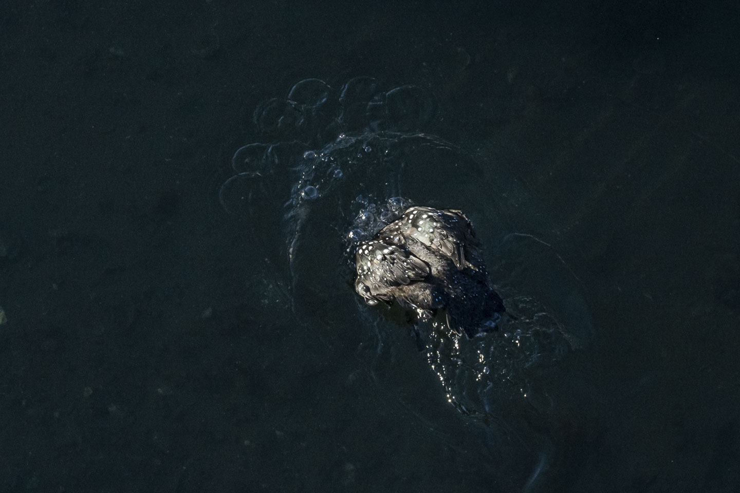 The back of a loon can be seen as it starts to go under water.