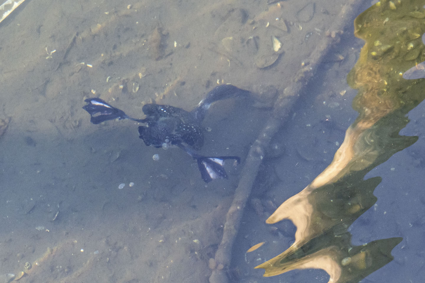A loon can be seen under water, with the legs flared to maneuver as it pokes at the seabed.