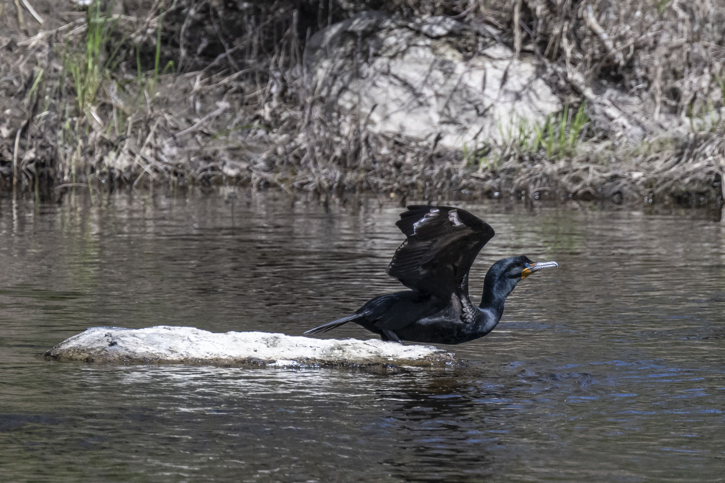 A dark bird standing on a rock in the water
