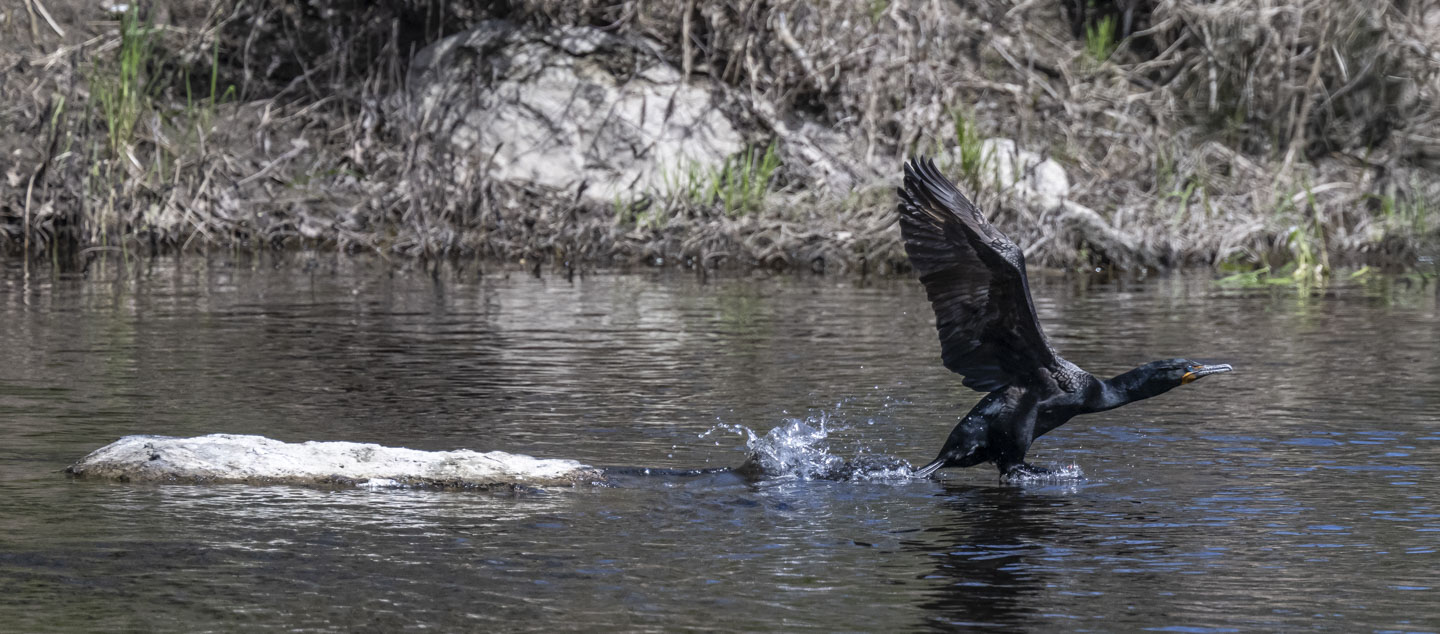 A dark bird taking off by splashing in the water.