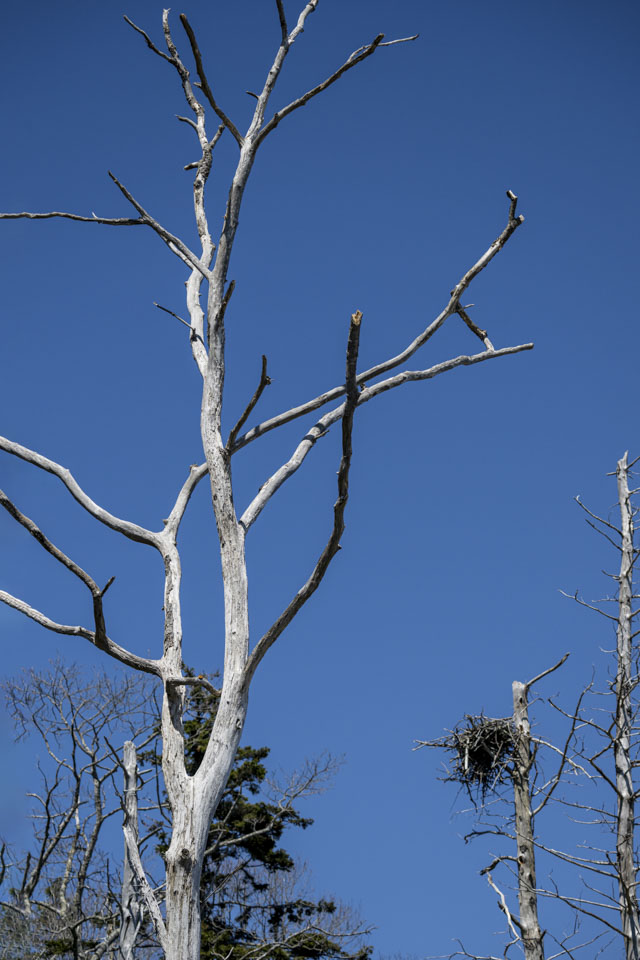 A tall probably dead tree stands against a stark blue sky.
