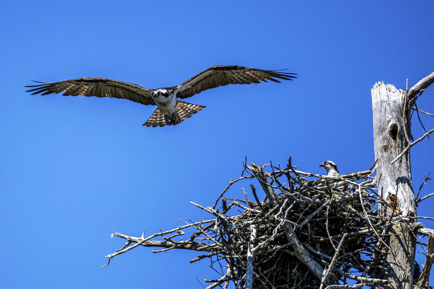 An osprey is in a nest, and another is flying with a clear blue sky behind it.
