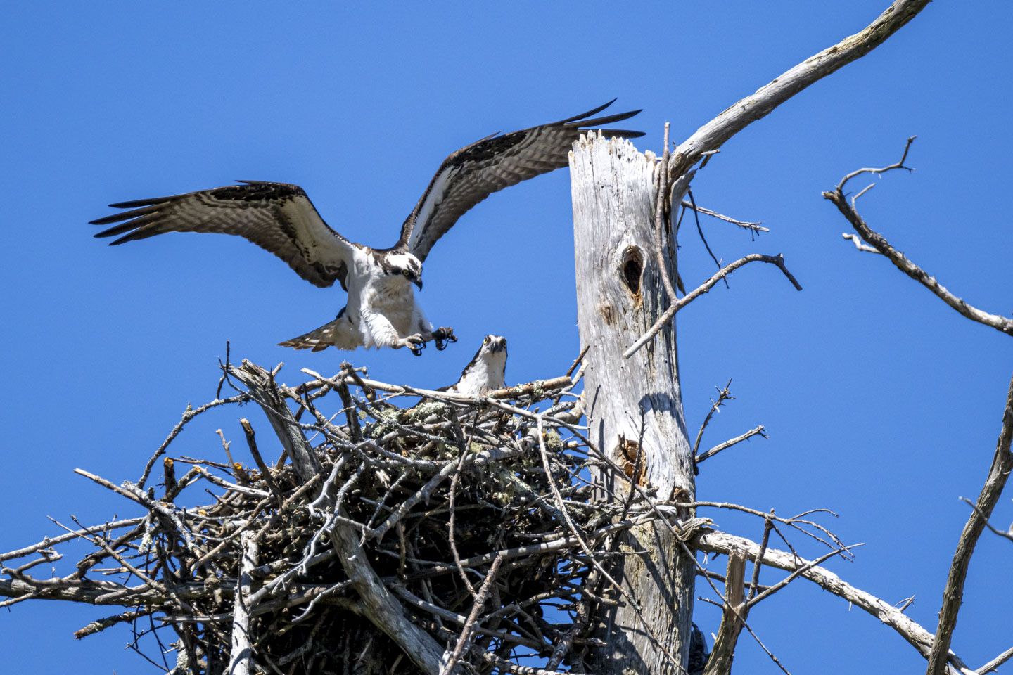 An osprey is landing in a nest with another osprey already there. 