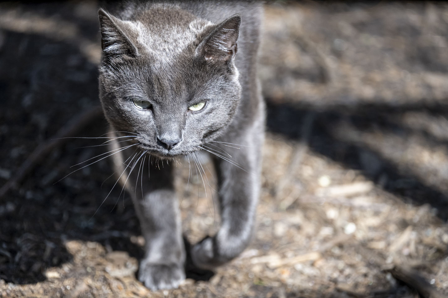 A gray cat is walking towards the camera.