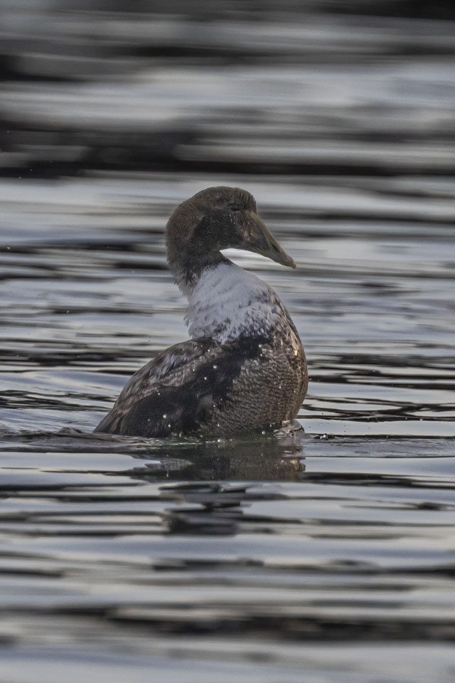 A bird has partially lifted itself out of the water.