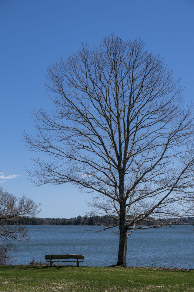 A tree with no leaves is against the blue sky, with a small bench to the left and water beyond it.