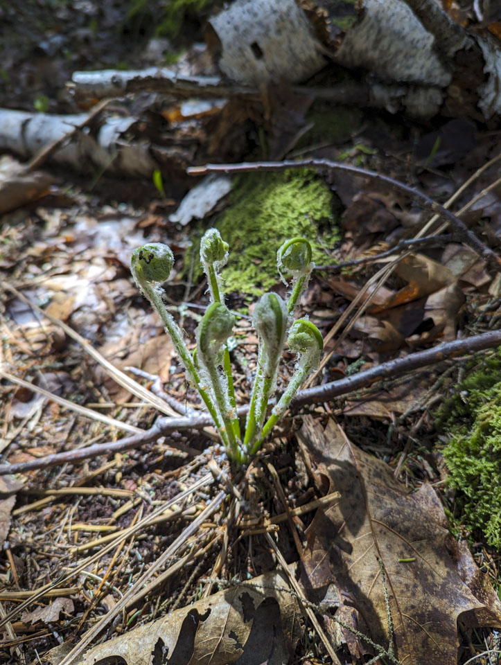 6 fiddleheads are growing from one spot on the forest floor.