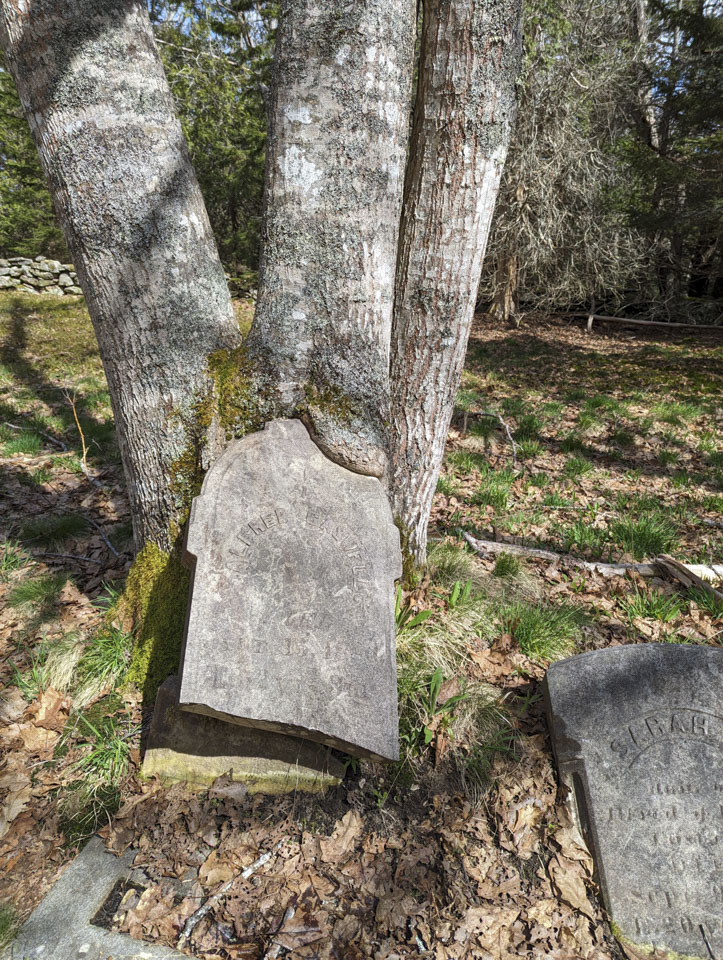 An old tombstone is embedded in a tree that has 3 trunks.