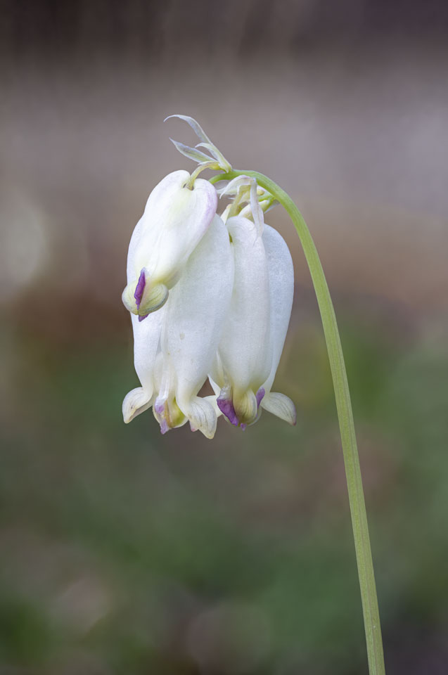A small cluster of white bleeding heart flowers