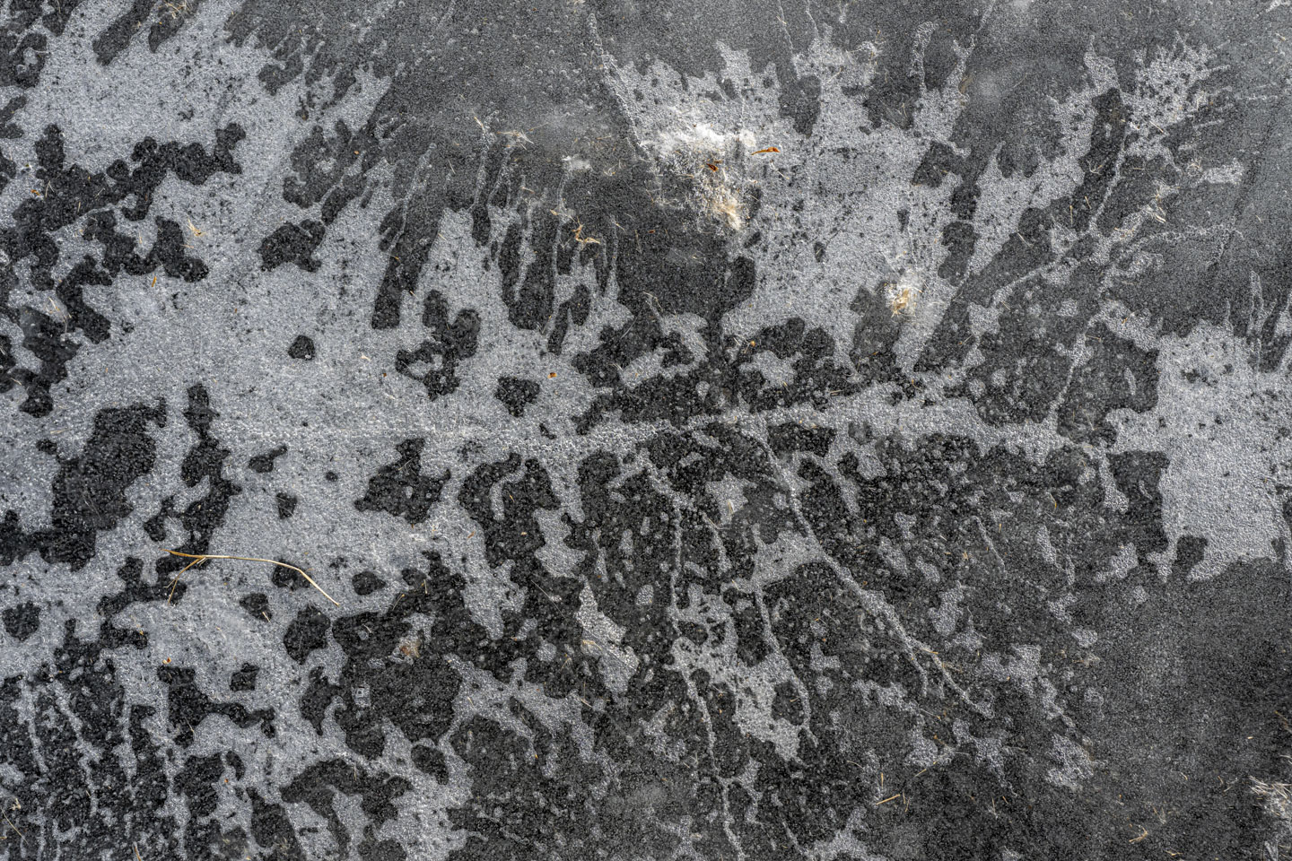 A picture of air bubbles in ice making a design that vaguely resembles a spine,