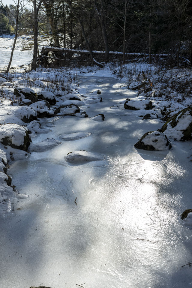 Ice glistens on a stream bed in the woods.
