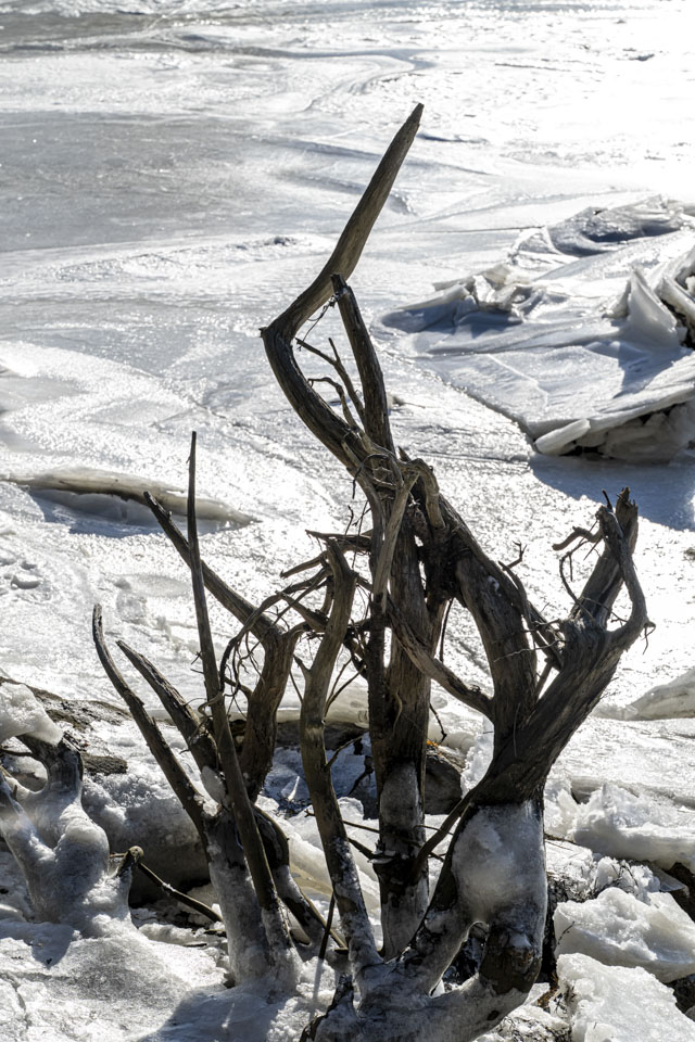 Smooth branches of a dead or dormant bush stand out against bright ice behind them.
