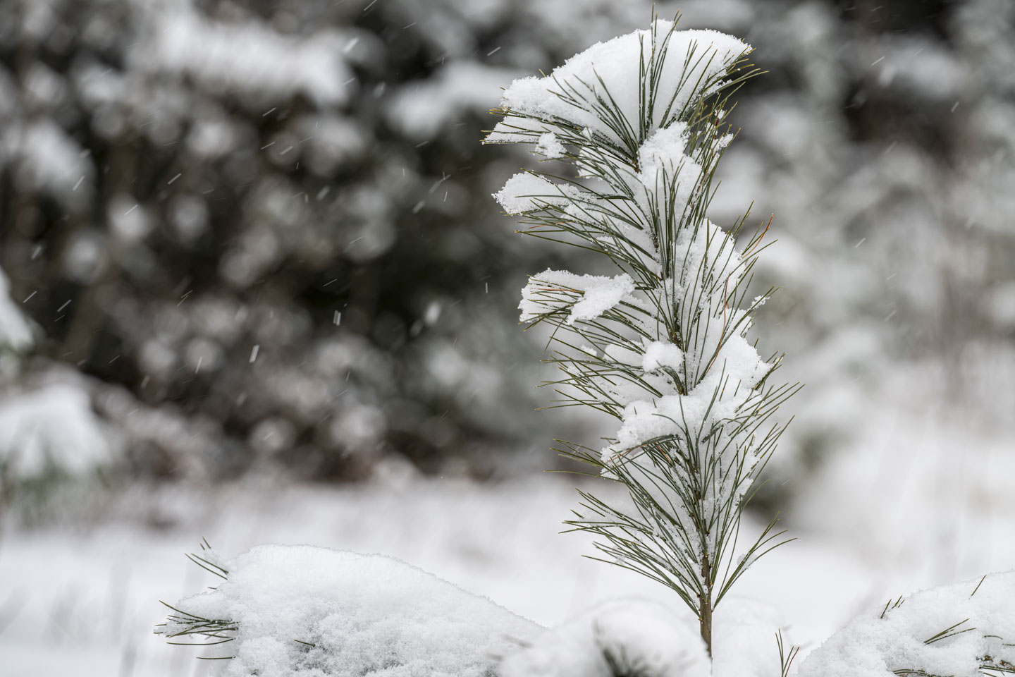 The top of a small evergreen is covered with snow, and snowflakes are in the air.