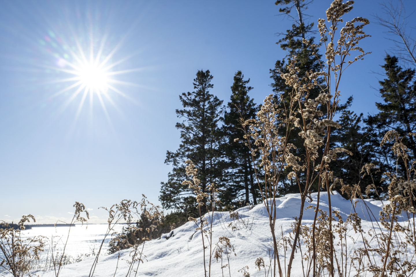 The sun, with starbursts, is in a blue sky above snow covered ground. The picture has a close-up view of some dormant wild grass.