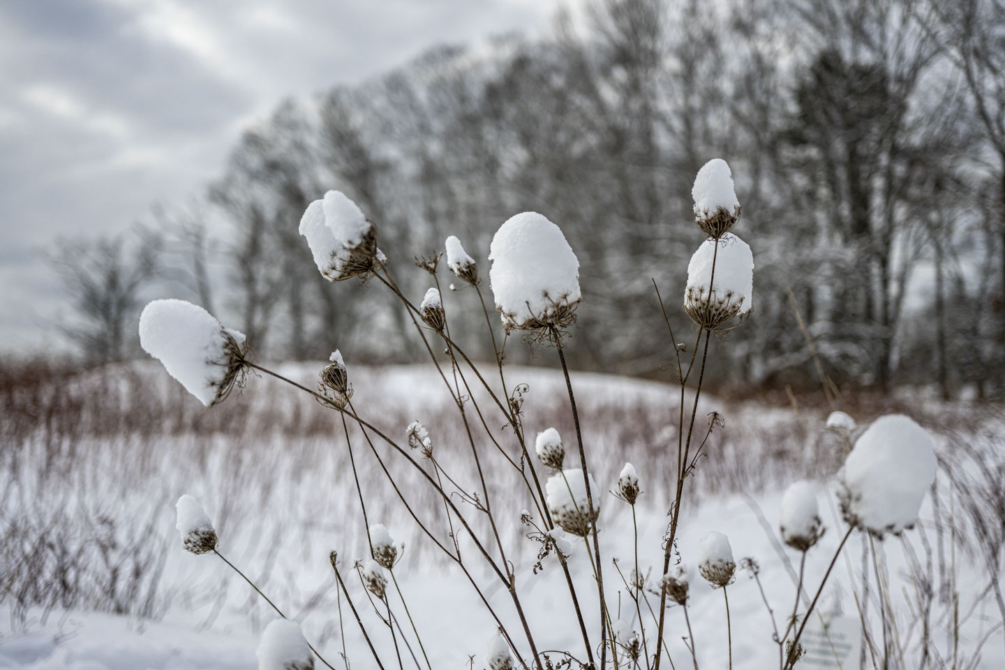 Some small spent flowers have mounds of snow on them.