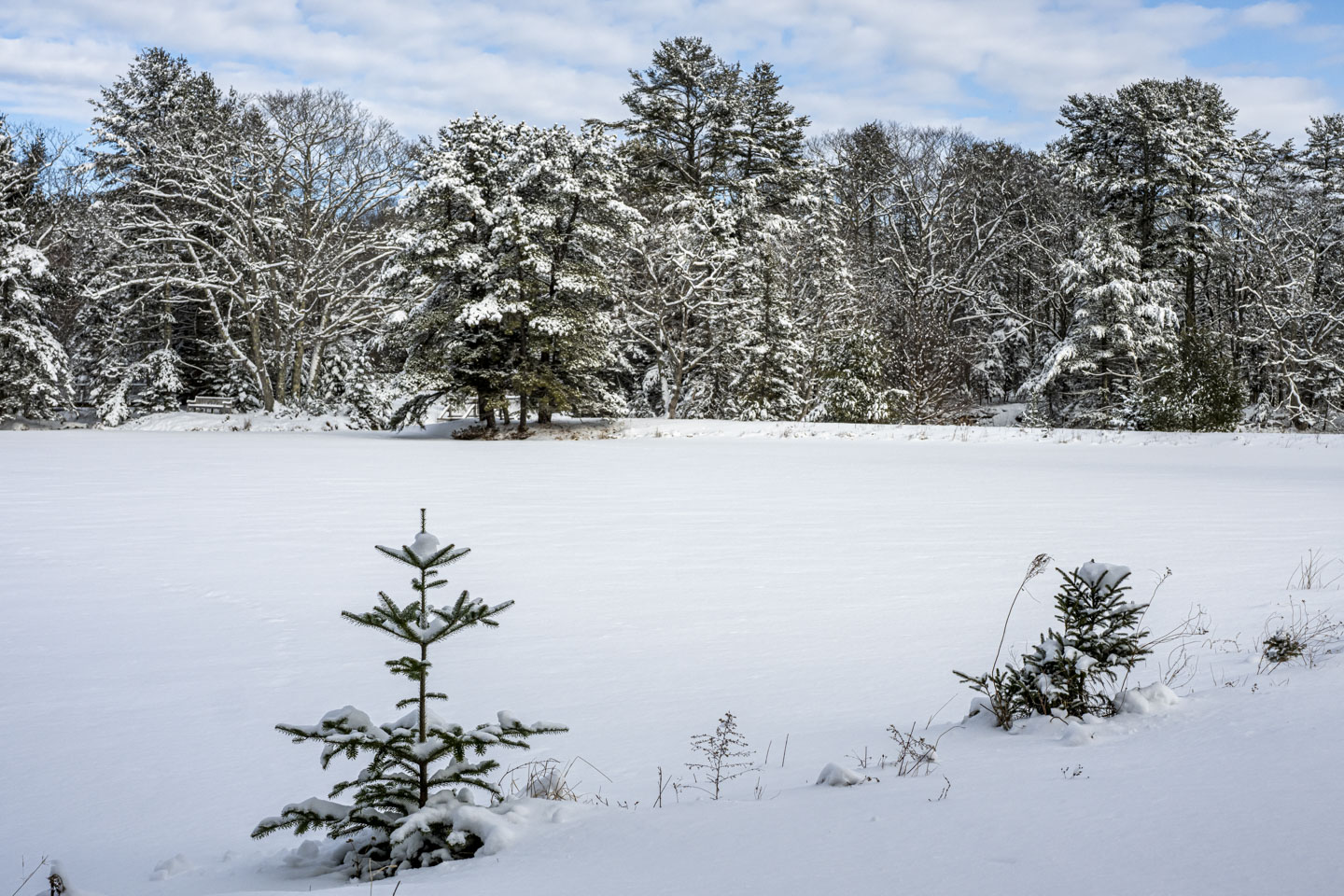 Looking across a frozen snow-covered pond, a wooded area with snow on the trees is visible.