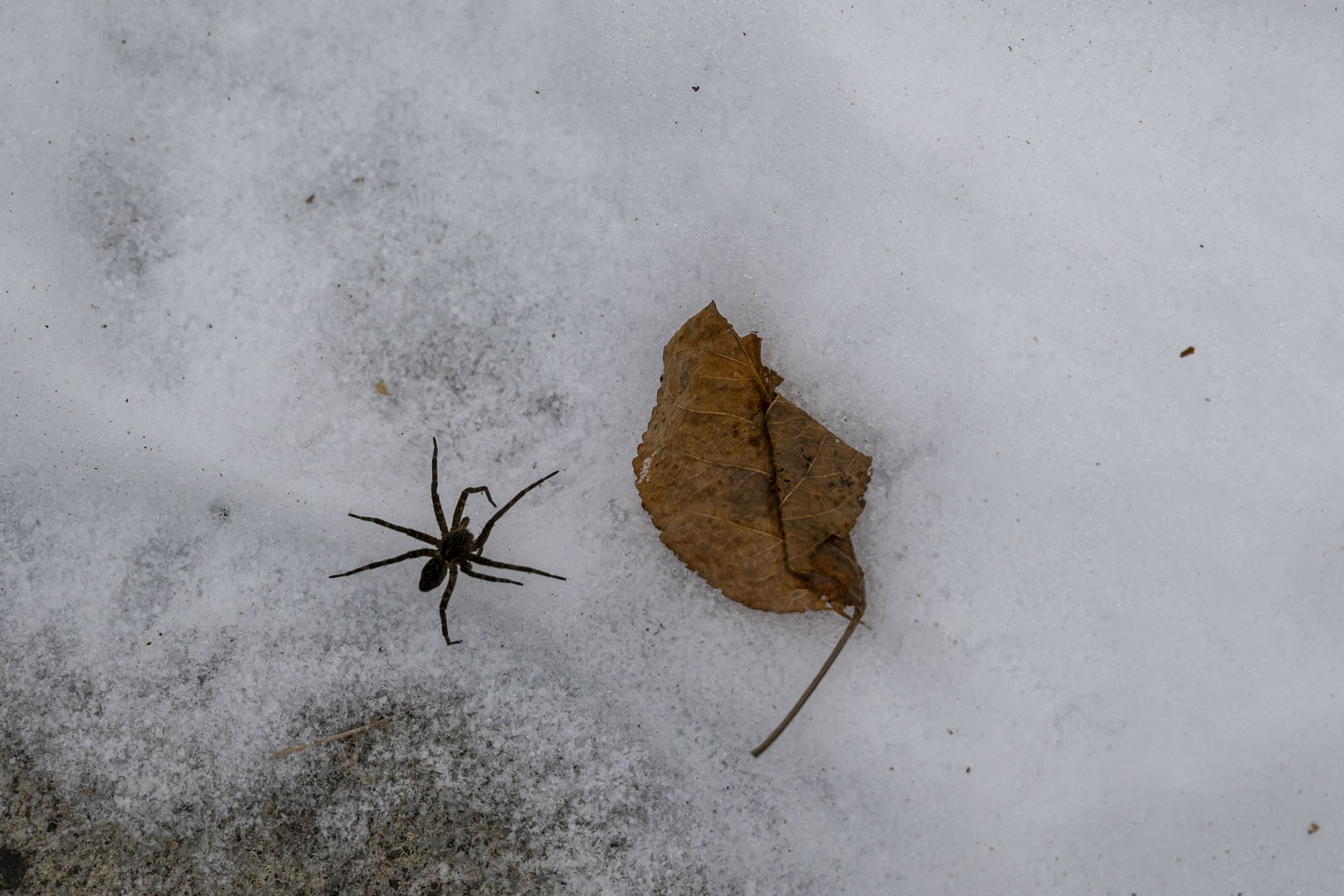 A spider is walking across snow near a leaf.