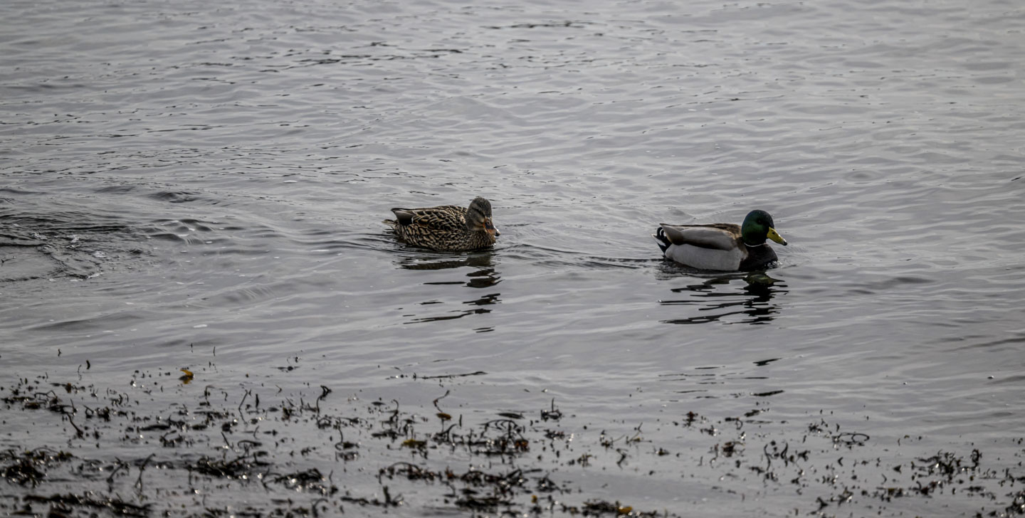 A female and a male mallard are in the water with a bit of seaweed protruding near them.