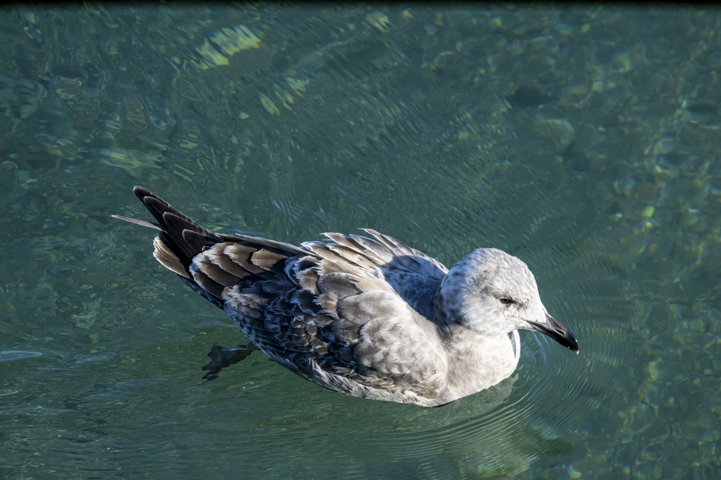 A tan and white Herring Gull is floating on green hued water.