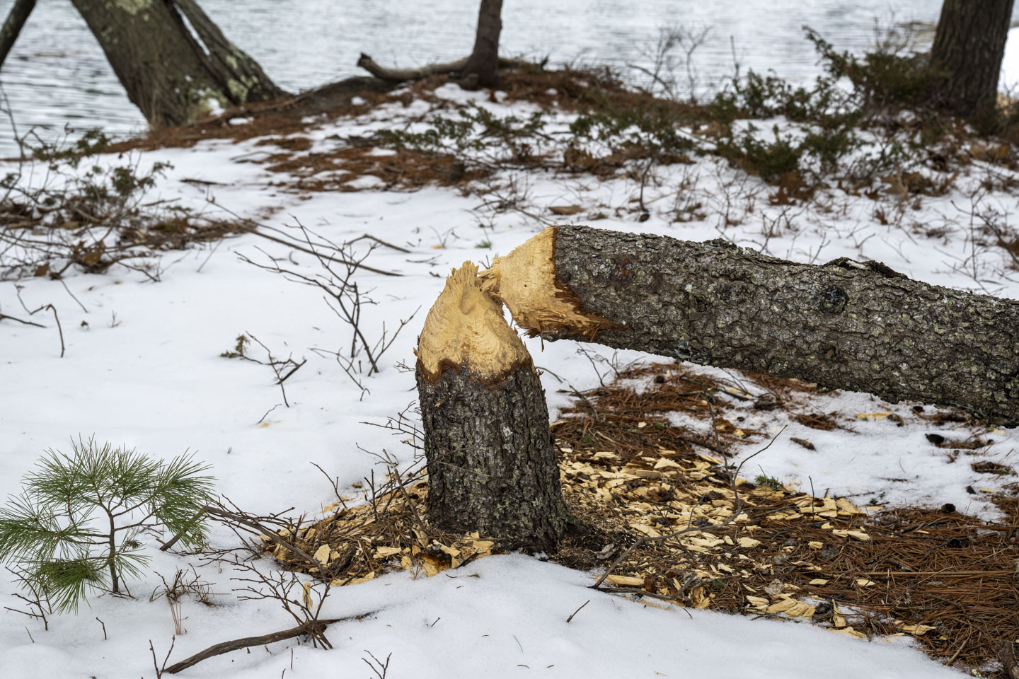 A tree has fallen over because a beaver has chewed through it.