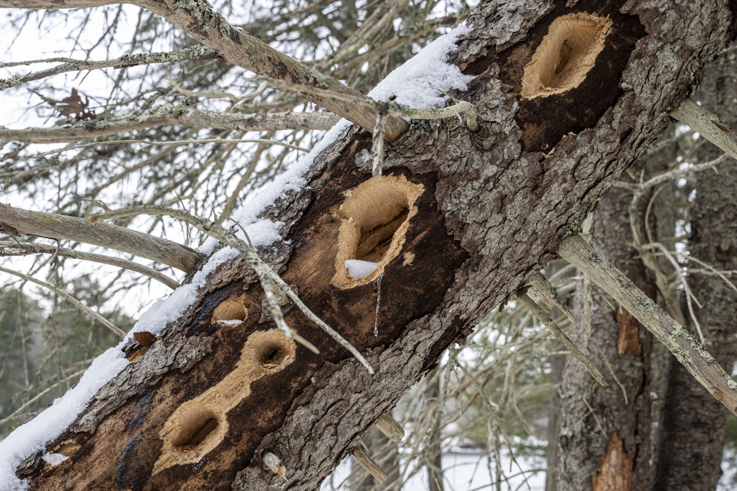 A tree is leaning, and there are many large holes in it.