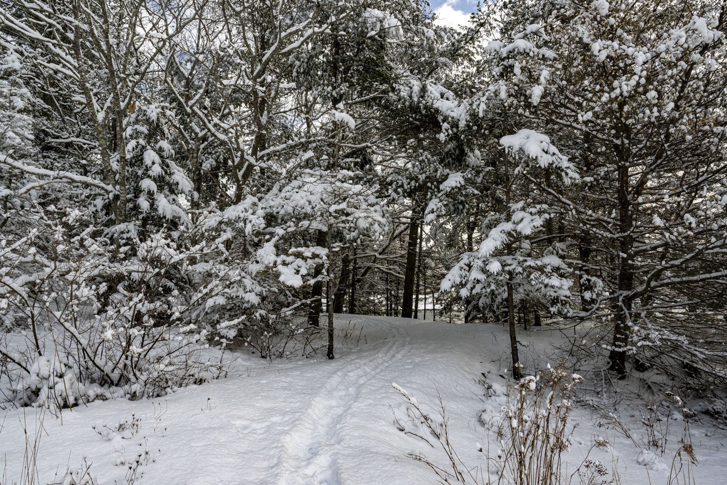 Someone has walked through the snow, creating a path that leads into a space among trees.