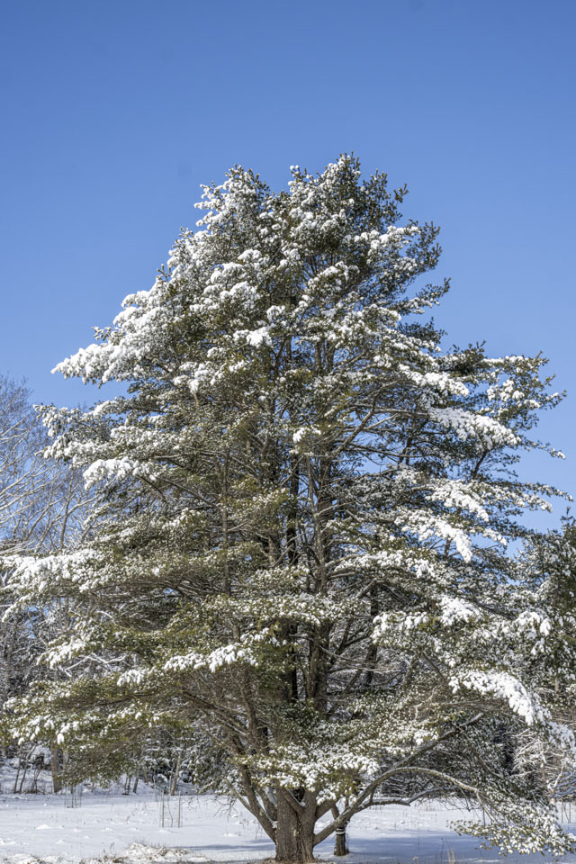 A large evergreen tree has snow on its branches and is under a clear blue sky.