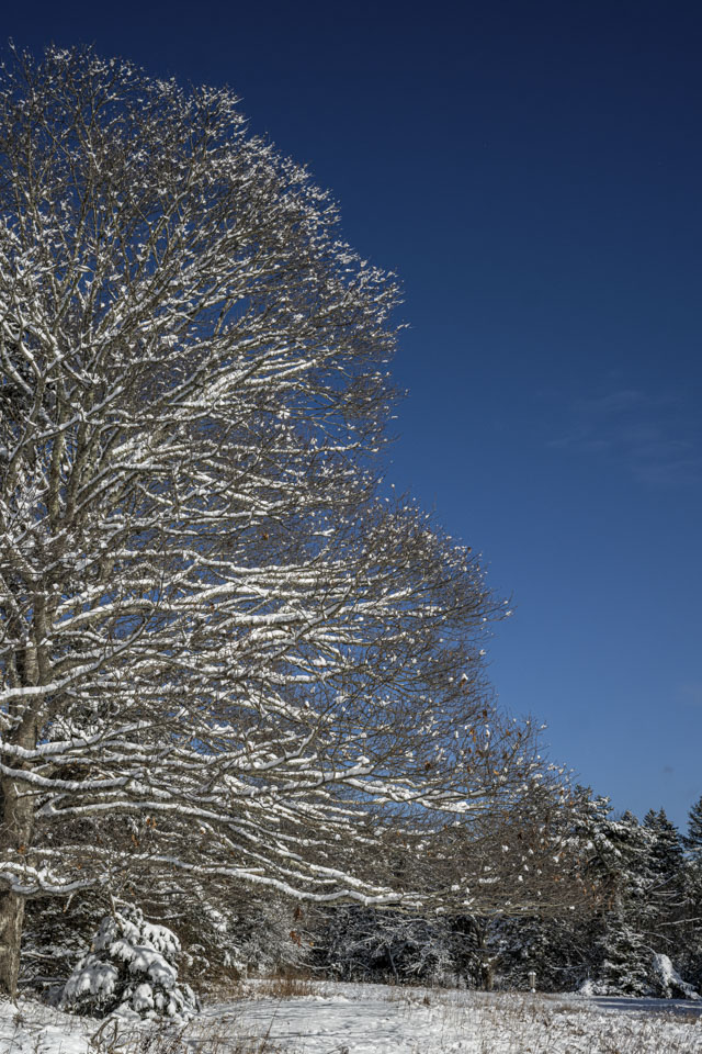 A large deciduous tree has snow on its branches and is under a clear blue sky.