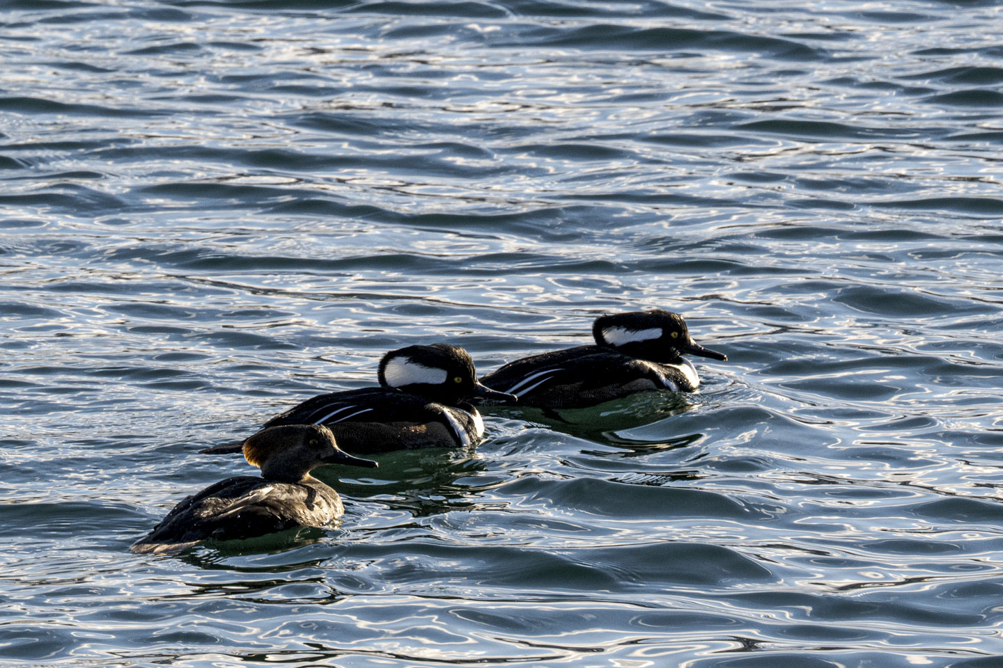 Three ducks are on the water, two of which have a large white patch trimmed with black on their heads.