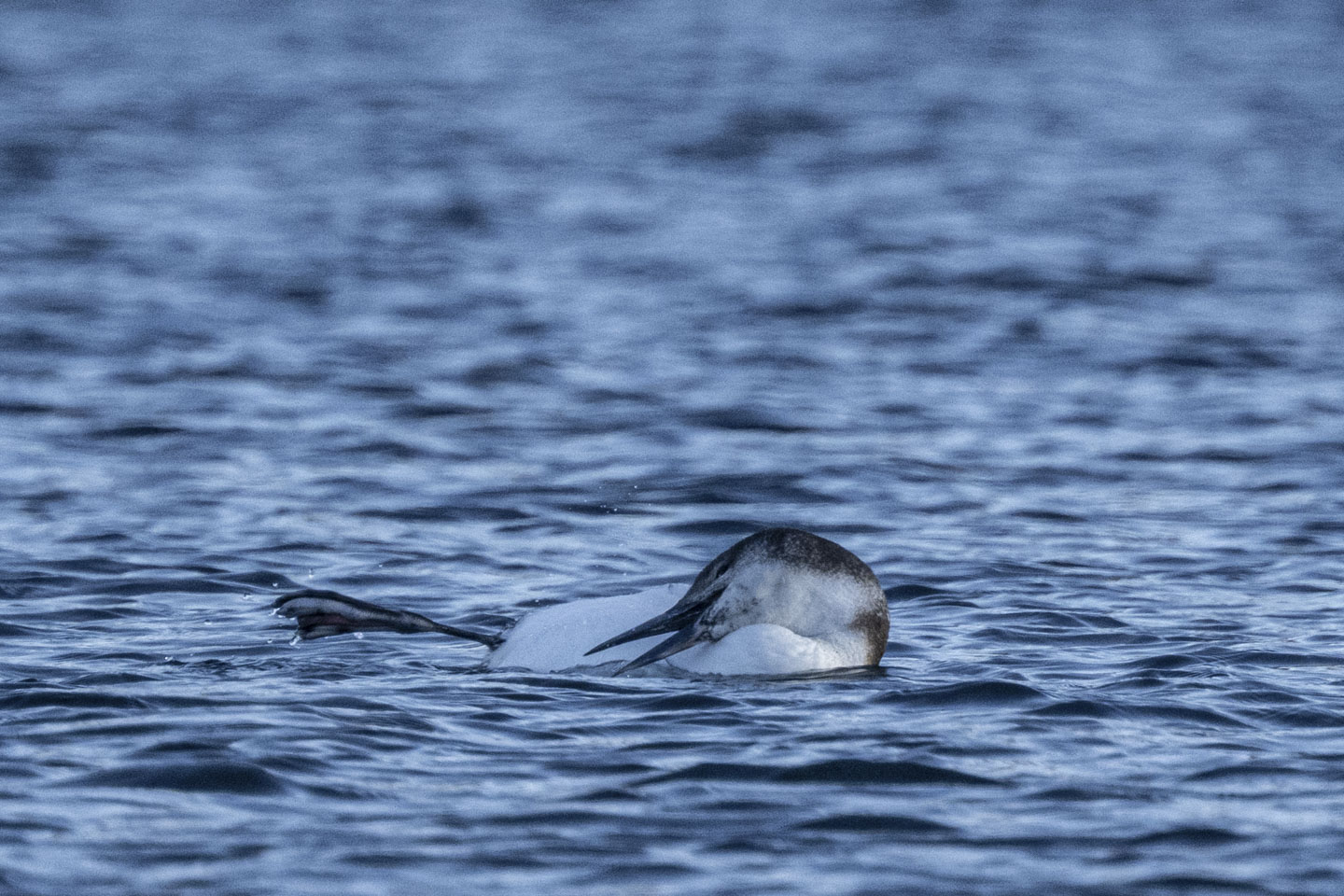 A loon is on its side in the water, grooming its belly.